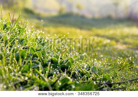 Green Grass In Morning Dew. Beautiful Springtime Nature Scenery In The Morning