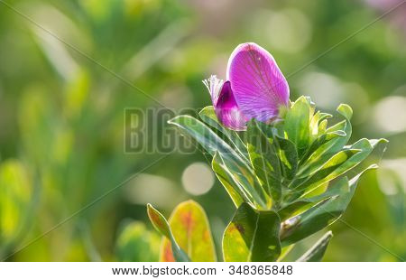 Photos Of Various Interesting Wildflowers That Are Self-grown