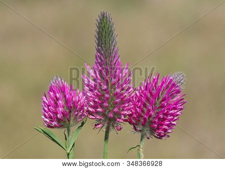 Photos Of Various Interesting Wildflowers That Are Self-grown