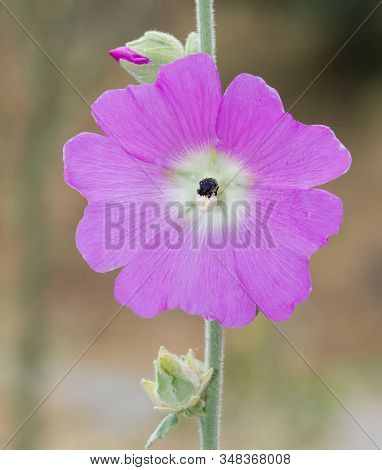 Photos Of Various Interesting Wildflowers That Are Self-grown