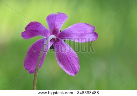 Photos Of Various Interesting Wildflowers That Are Self-grown