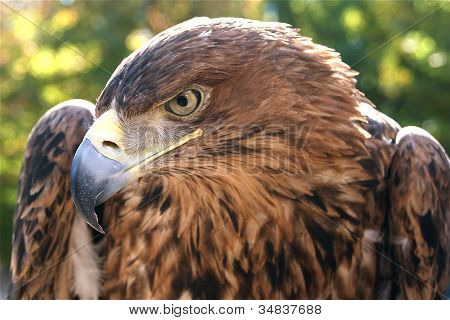 ein Adler auf einem grÃ¼nen und gelben Hintergrund