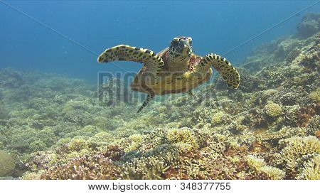 Hawksbill Turtle Swims Over A Coral Reef.