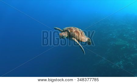 Green Sea Turtle Swims In Blue Water.