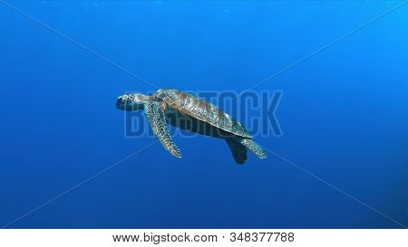 Green Sea Turtle Swims In Blue Water.