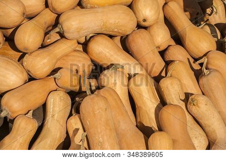 Pile Of Butternut Matilda Pumpkins Closeup As Background
