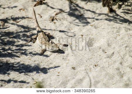 Steppe-runner Lizard. Image Of Habitat (eremias Arguta)