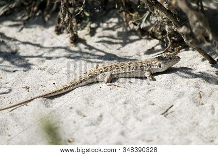 Steppe-runner Lizard. Image Of Habitat (eremias Arguta)