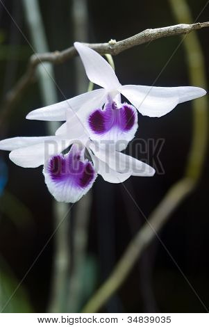 Vackra Wild Orchid i Thailand
