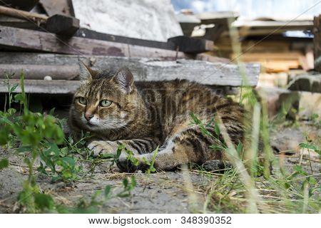 Tabby Cat Was Alarmed By Something And Looked Warily Into The Side