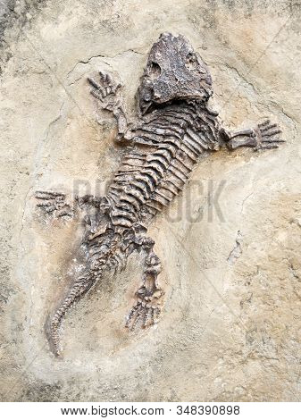 Fossilized Imprint Of An Ancient Extinct Reptiliomorpha Seymouria