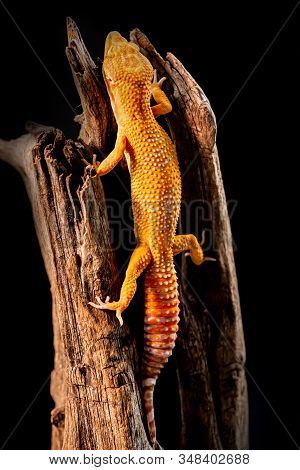 Macro Photo Of Leopard Gecko On The Wood In The Forest, Isolated On Black Background