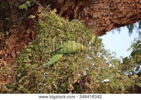 Herd Of Parrot At Summer Dead Wet Field And Searching Food On Green Grass, Green Parrot, Hungry Parr