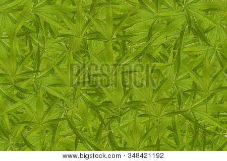 A Cannabis Texture Marijuana Leaf Pile Background