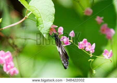 Blue And Black Tirumala Septentrionis, The Dark Blue Tiger Danaid Butterfly In Southeast Asia