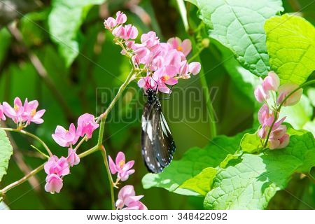 Blue And Black Tirumala Septentrionis, The Dark Blue Tiger Danaid Butterfly In Southeast Asia
