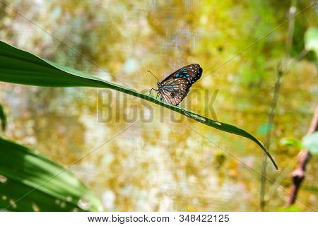 Blue And Black Tirumala Septentrionis, The Dark Blue Tiger Danaid Butterfly In Southeast Asia