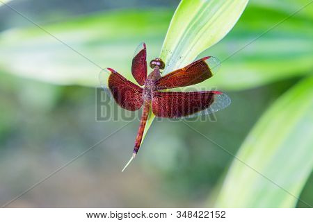 Male Eastern Amberwing (perithemis Tenera) Dragonfly In The Family Libellulidae
