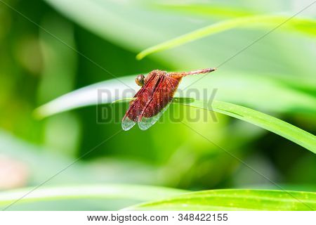 Male Eastern Amberwing (perithemis Tenera) Dragonfly In The Family Libellulidae