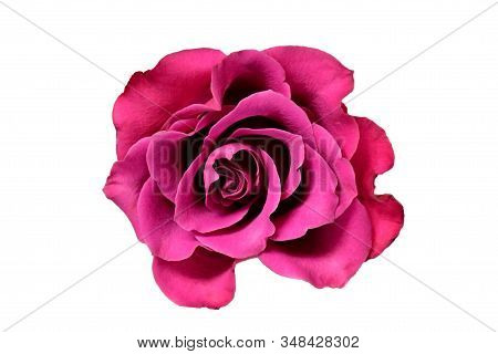 Sigle Royal Purple Rose Flower With Big Petals On White White Background Isolated And Clipping Path.