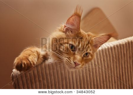 Maine Coon Kitten