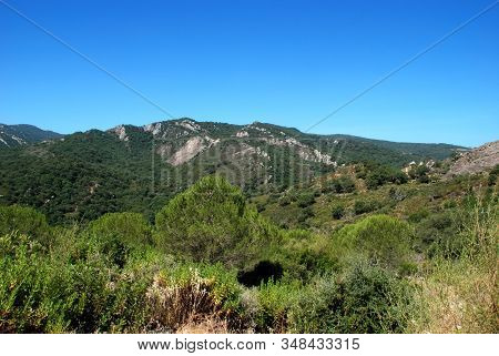 View Across The Tree Covered Mountains, Sierra De Los Alcornocales, Andalucia, Spain