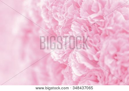 Selective Focus Beautiful Pink Flowers Background . Abstract Soft Sweet Pink Flower Background .beau
