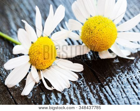 White Daisy Flower On Rustic Weathered Wooden Table. Fresh Camomile Flowers From The Garden. Country
