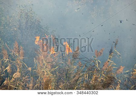 Peatland Fires Are Raging In Early Autumn