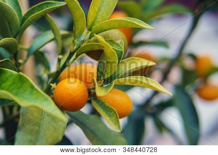 Branches Of Kumquat (citrus Japonica) Tree, Green Leaves Background, Selective Focus