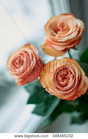 Beautiful Orange Roses Close-up.international Womens Day. March 8.