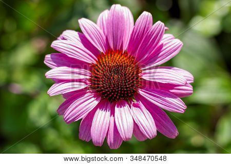 A Top Down Portrait Of A Purple Echinacea Purpurea Magnus Superior. All Details Of The Purple Conefl
