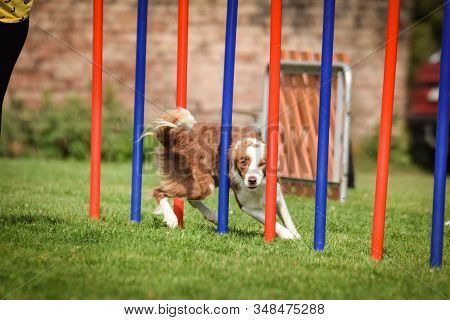 Redmerle Border Collie Is Running On Czech Agility Competition Slalom. Prague Agility Competition In