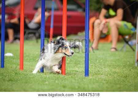 Bluemerle Border Collie Is Running On Czech Agility Competition Slalom. Prague Agility Competition I