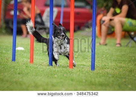 Agility Slalom And Border Collie. Black And White Border Collie Is Running Slalom On Czech Agility C