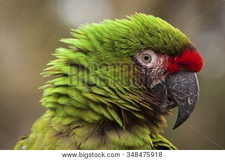 Military Macaw (ara Militaris).  The Photo Of The Military Macaw Was Taken In An Animal Sanctuary In