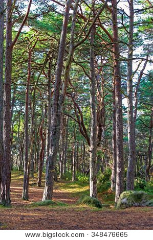 Evergreen Woods At Hvaler Island In Norway