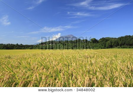 Mt.iwate And Landscape Of Rice Field