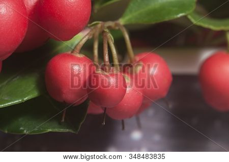 Gaultheria Procumbens Berries Cloeu Up Shot Local Focus