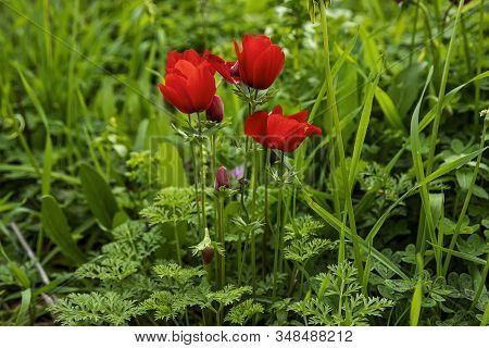 Red Natural Anemones Coronaria Flowers In Bloom In Green Grass