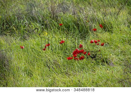 Red Anemones Coronaria Flowers In Bloom In Green Grass