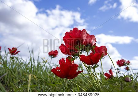 Red Anemones Coronaria Flowers In Bloom In Green Grass Against Blue Sky With Clouds