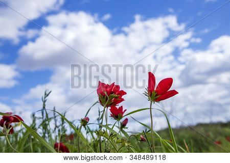 Red Natural Anemones Coronaria Flowers In Bloom In Green Grass Against Blue Sky With Clouds