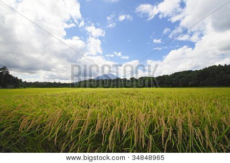 Mt.iwate And Landscape Of Rice Field