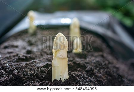 New Spring Season Of White Asparagus Vegetable On Field Ready To Harvest, White Heads Of Asparagus G