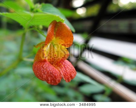 Jewelweed