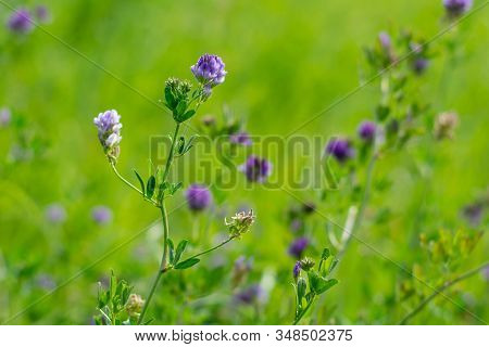 Blooming Purple Flowers. Alfalfa Also Called Lucerne And Medicago Sativa Field In Summertime With Bo