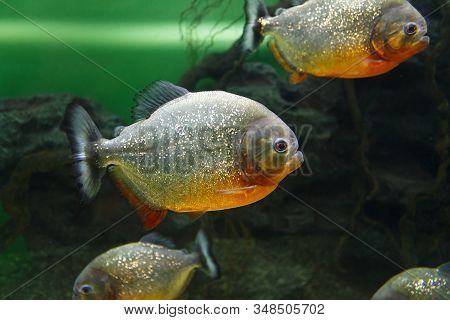 School Of Red-bellied Piranha (pygocentrus Nattereri), Also Known As The Red Piranha In Their Habita