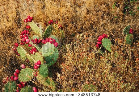 Natural Background With Wheel Cactus (opunita Robusty), Top View