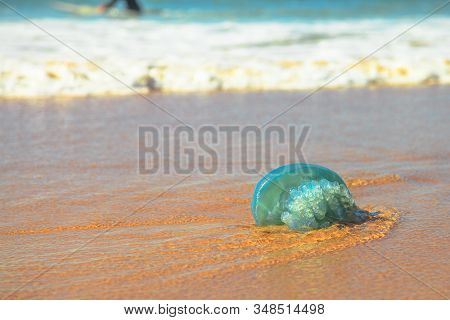 Blue Jellyfish Species Velella Jellyfish, Stranded On The Sand In Gold Coast Of Queensland On Austra